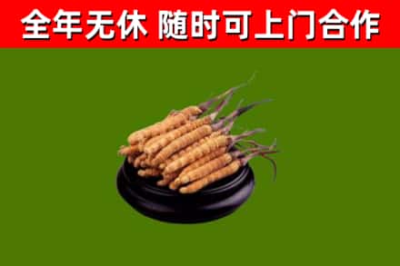 朔城区烟酒回收冬虫夏草.jpg
